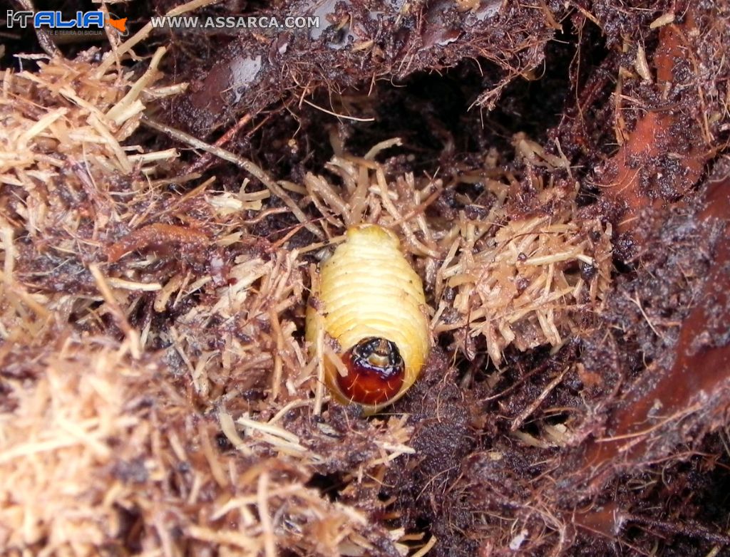 Larva di Punteruolo rosso