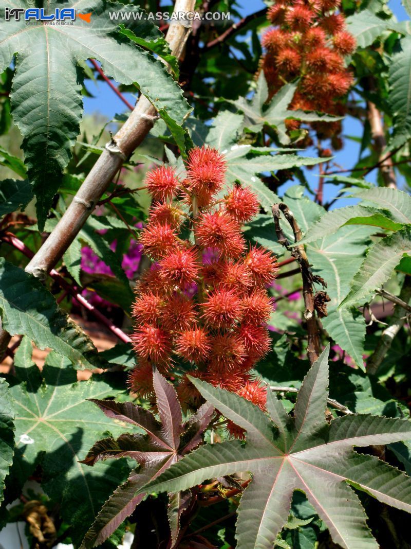 Pianta di Ricino con i frutti