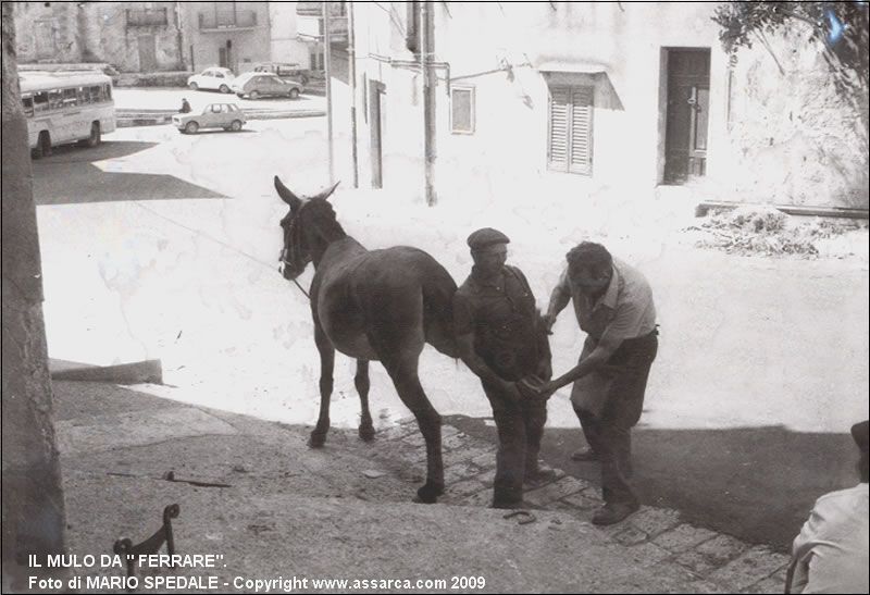 Il mulo da 