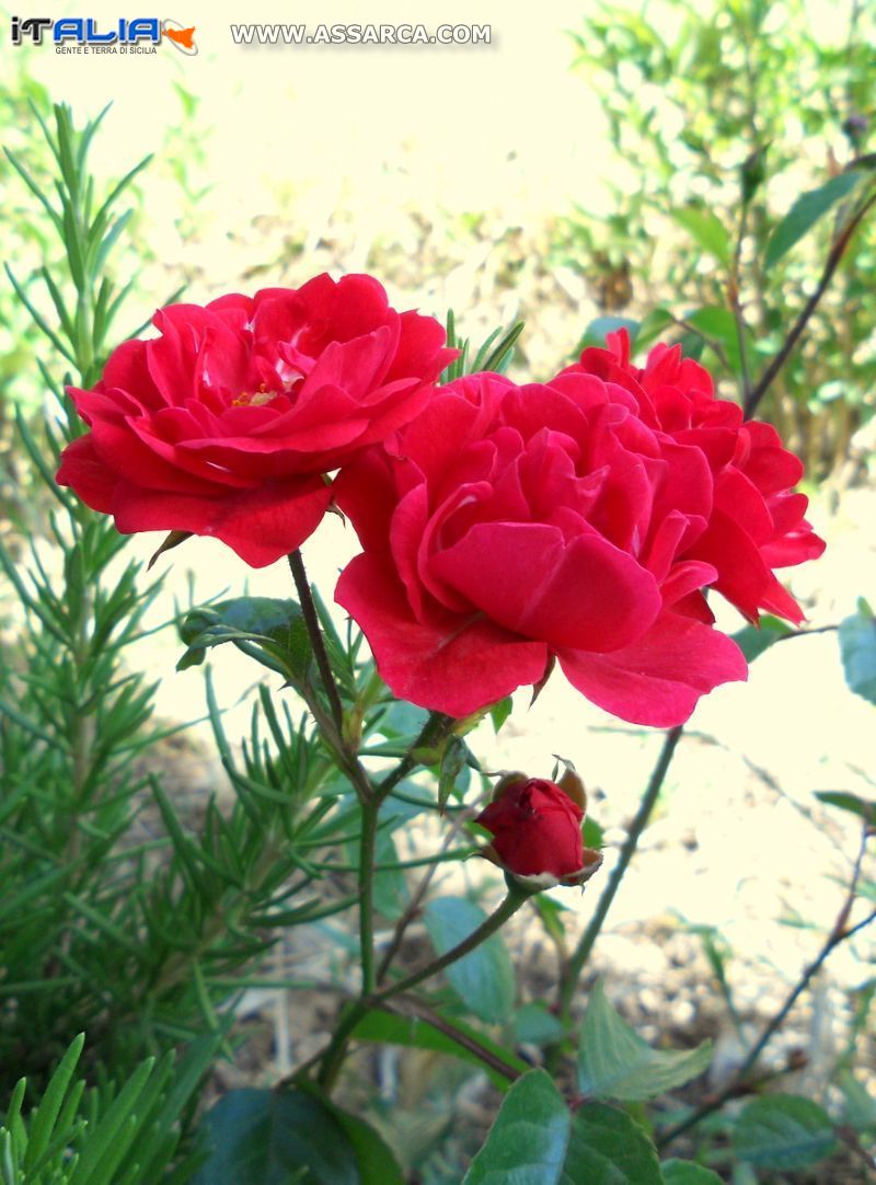 Rose di Santa Teresa
