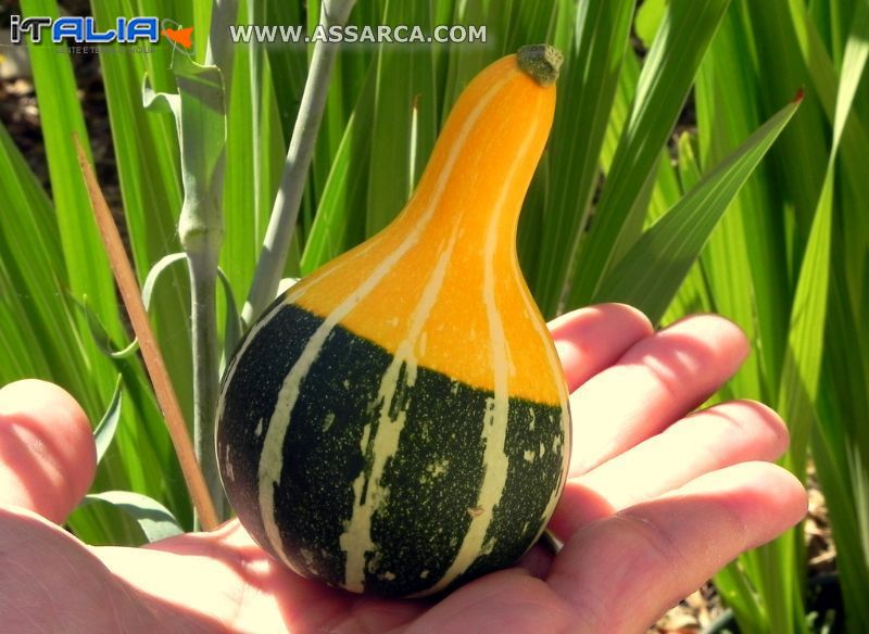 Zucca ornamentale