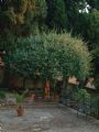 L`albero del Pianto al Calvario
