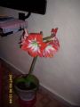 I FIORI DI LIA!!